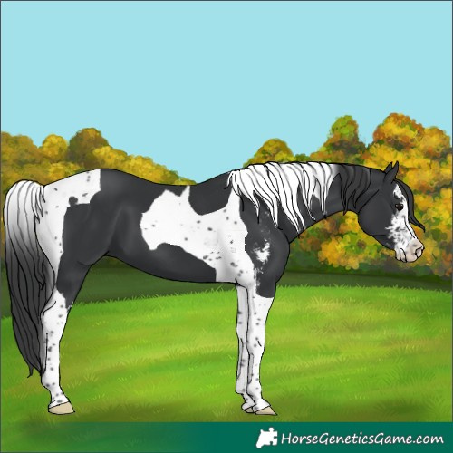 Horse Color:Black Sabino Tobiano 