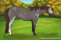 Horse Color:White Spotted Liver Red Roan 