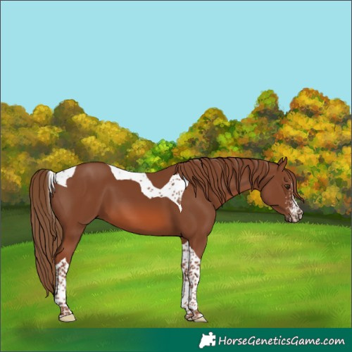 Horse Color:Chestnut Sabino Tobiano 