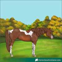 Horse Color:Chestnut Sabino Tobiano 