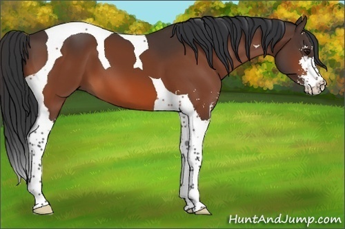 Horse Color:Bay Sabino Tobiano 