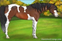 Horse Color:Bay Sabino Tobiano 