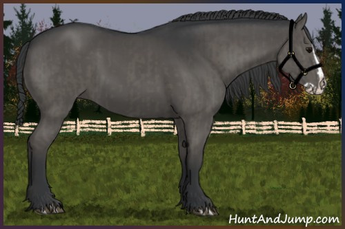 Horse Color:Grullo and Grullo Splash