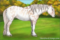 Horse Color:Silver Amber Champagne Ice Onyx Near Leopard 