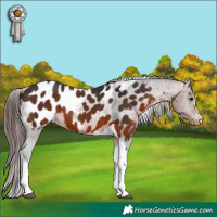 Horse Color:Brown Tobiano Near Leopard 