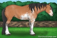 Horse Color:Bay Sabino 