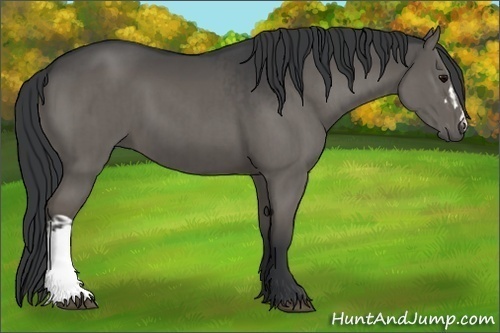 Horse Color:Grullo and Grullo