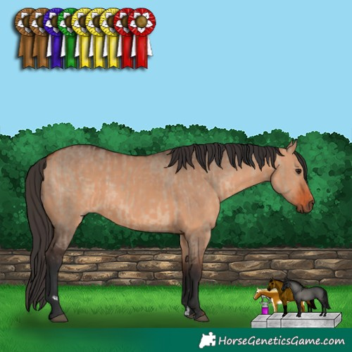 Horse Color:Bay Dun  and Bay Dun 