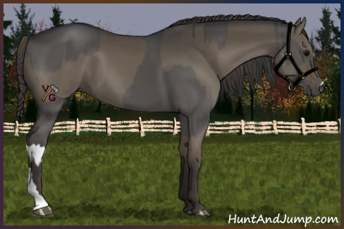 Horse Color:Grullo  and Smoky Grullo 