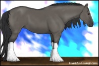 Horse Color:Grullo 