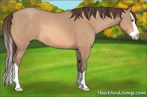 Horse Color:Amber Champagne Splash Appaloosa 