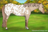 Horse Color:Red Dun Appaloosa 