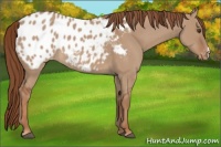 Horse Color:Red Dun Appaloosa 