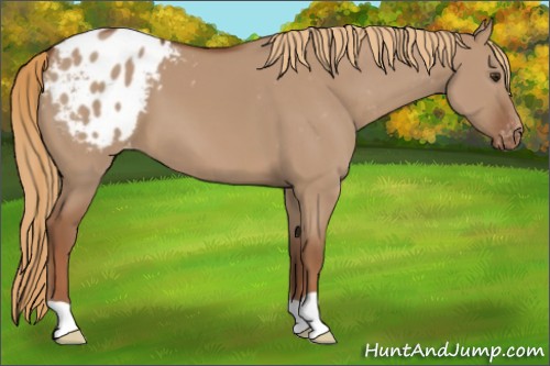 Horse Color:Red Dun Appaloosa 