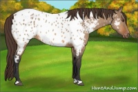 Horse Color:Bay Dun Appaloosa 