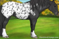 Horse Color:Black Appaloosa