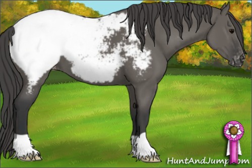 Horse Color:Grullo Appaloosa 