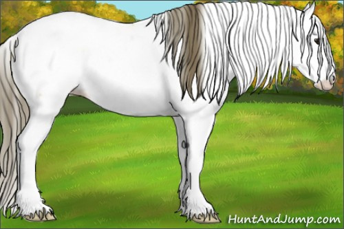 Horse Color:Buckskin Appaloosa