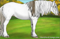 Horse Color:Buckskin Appaloosa 