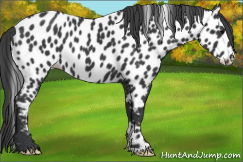 Horse Color:Black Appaloosa
