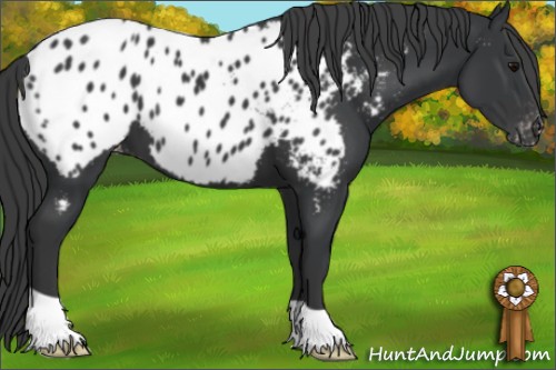 Horse Color:Black Appaloosa