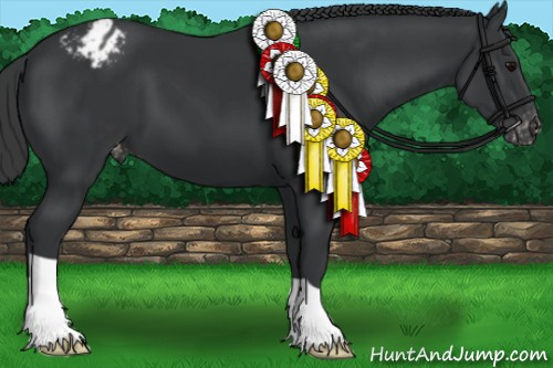 Horse Color:Black Appaloosa