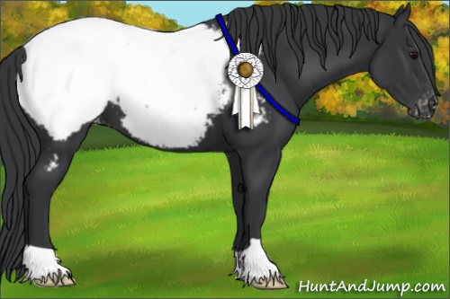 Horse Color:Black Near Fewspot