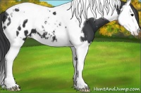 Horse Color:Black Splash Tobiano Appaloosa
