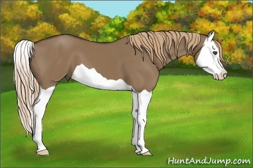 Horse Color:Liver Red Dun Splash 