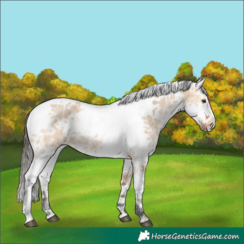 Horse Color:Bay Ice Dun Sabino Rabicano