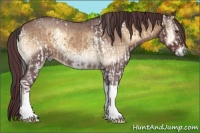 Horse Color:White Spotted Bay Dun and Chocolate Bay Roan Onyx