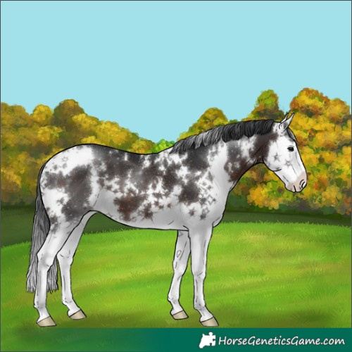 Horse Color:White Spotted Brown Splash 