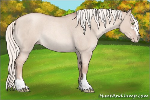 Horse Color:Gold Champagne Roan Dun Sabino Rabicano