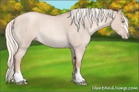 Horse Color:Gold Champagne Roan Dun Sabino Rabicano 