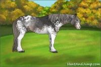 Horse Color:White Spotted Liver Chestnut Appaloosa Rabicano