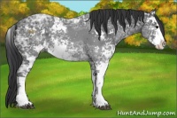 Horse Color:Black Ice Sabino