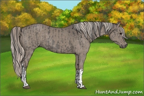 Horse Color:Grullo and Silver Grullo