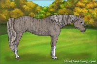 Horse Color:Grullo  and Silver Grullo 