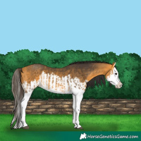 Horse Color:Buckskin Splash  and Buckskin Splash 