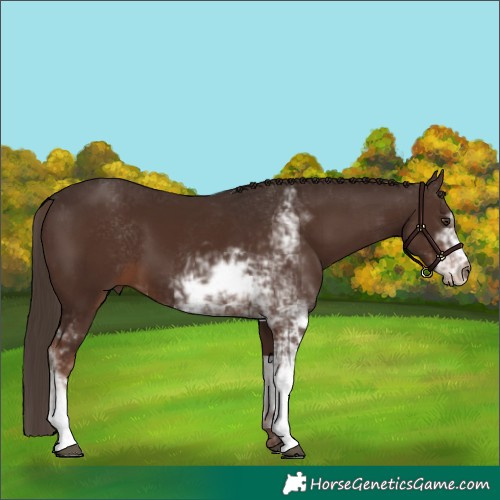 Horse Color:Liver Chestnut Sabino