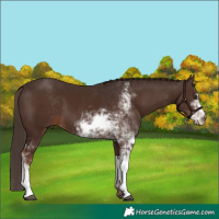 Horse Color:Liver Chestnut Sabino