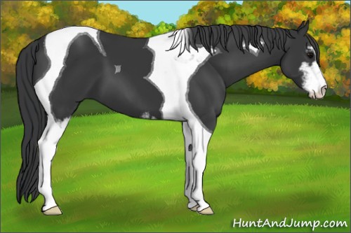 Horse Color:Black Sabino Tobiano 