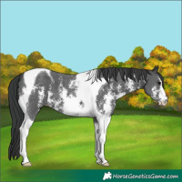 Horse Color:Black Sabino Tobiano