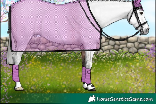 Horse Color:Gray Bay Sabino 