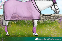 Horse Color:Gray Bay Sabino 