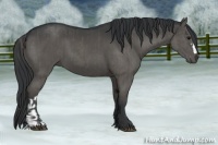 Horse Color:Grullo  and Grullo 