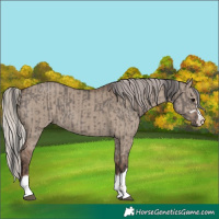 Horse Color:Grullo  and Silver Grullo 