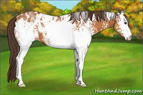 Horse Color:White Spotted Buckskin Appaloosa 