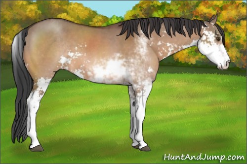 Horse Color:Brown Dun Sabino 