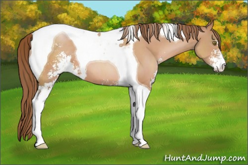 Horse Color:Brown Pearl Sabino Tobiano 